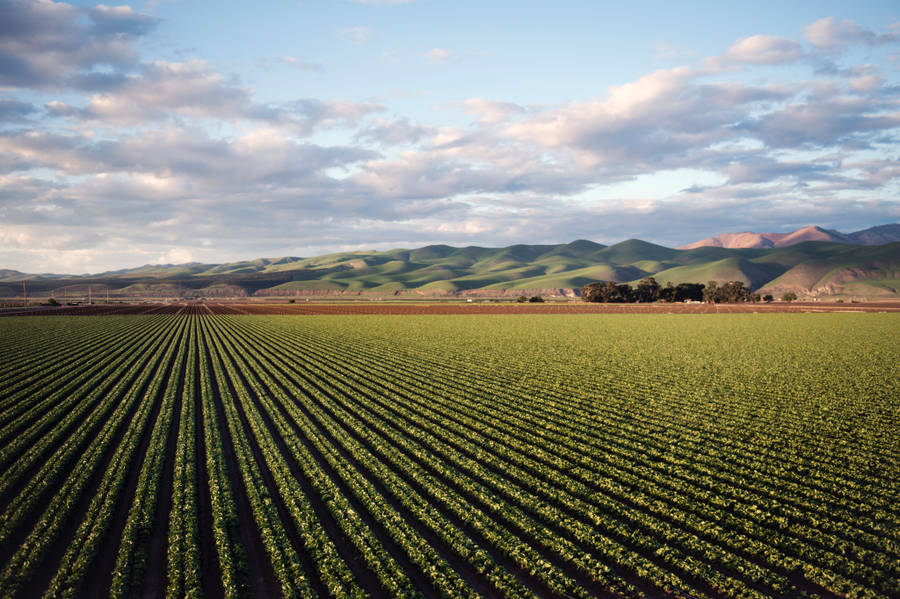 Agriculture Aerial View Wallpaper