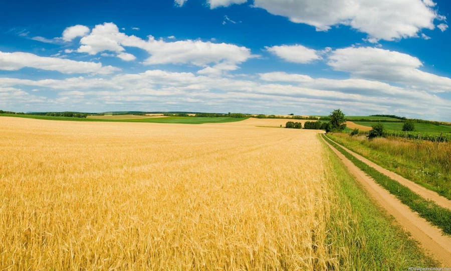 Agriculture Rice Paddy Wallpaper