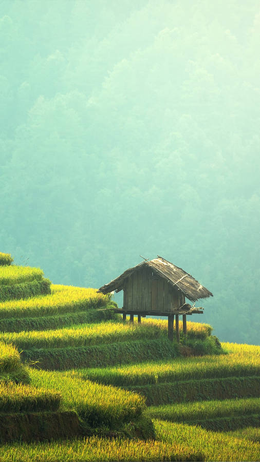 Agriculture Rice Terraces Wallpaper