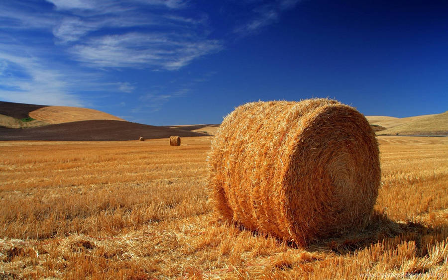 Agriculture Wheat Field Wallpaper