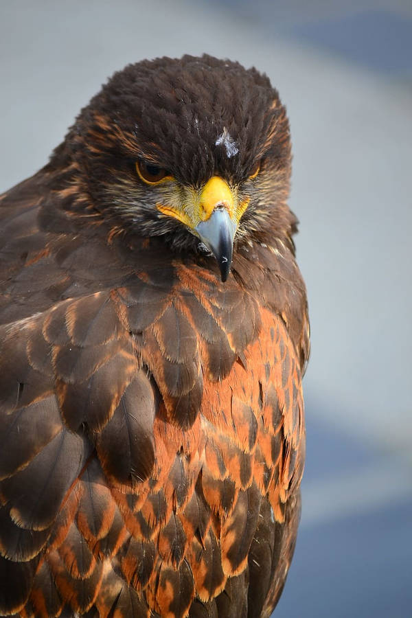 Aguila Brown Feathers Golden Beak Wallpaper