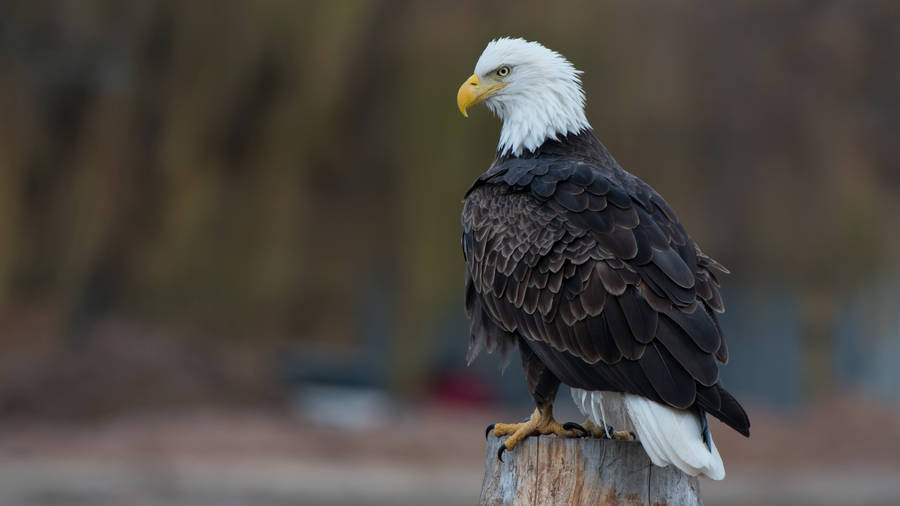 Aguila Perched On Small Tree Stump Wallpaper