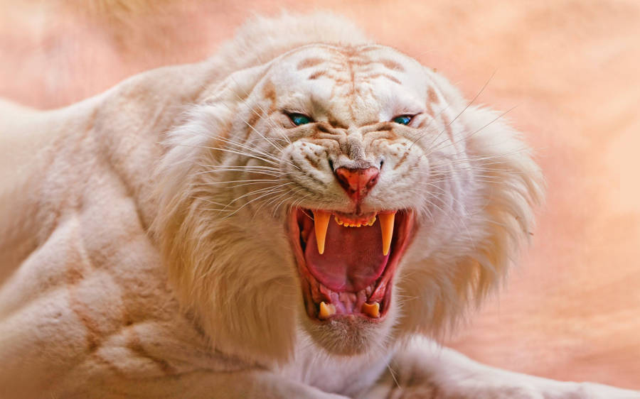 Albino White 8k Tiger Uhd Wallpaper