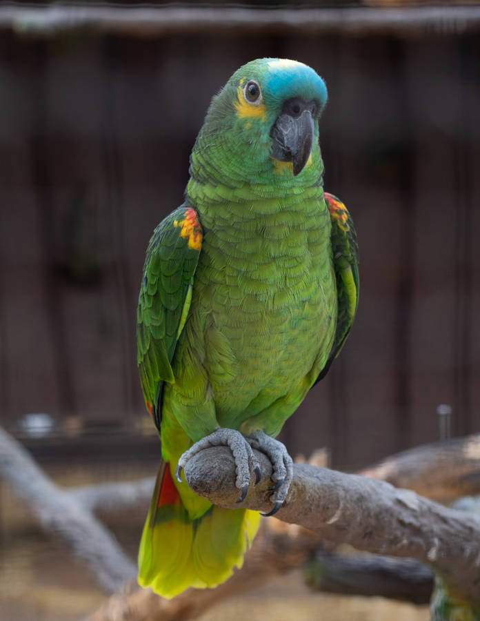 Alert Green Parrot Hd Wallpaper