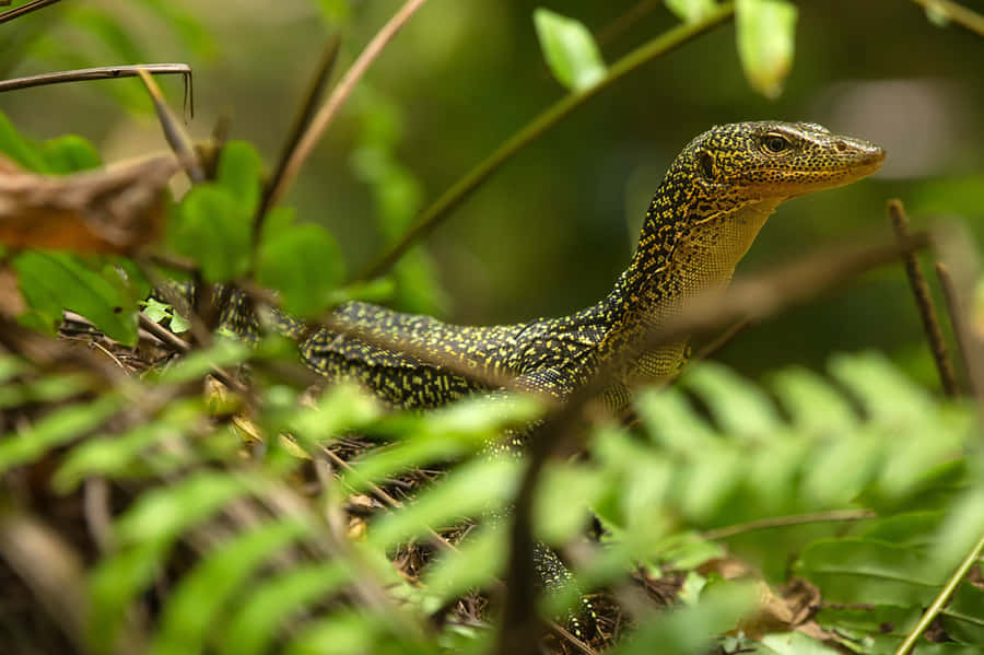 Alert Lizardin Greenery.jpg Wallpaper