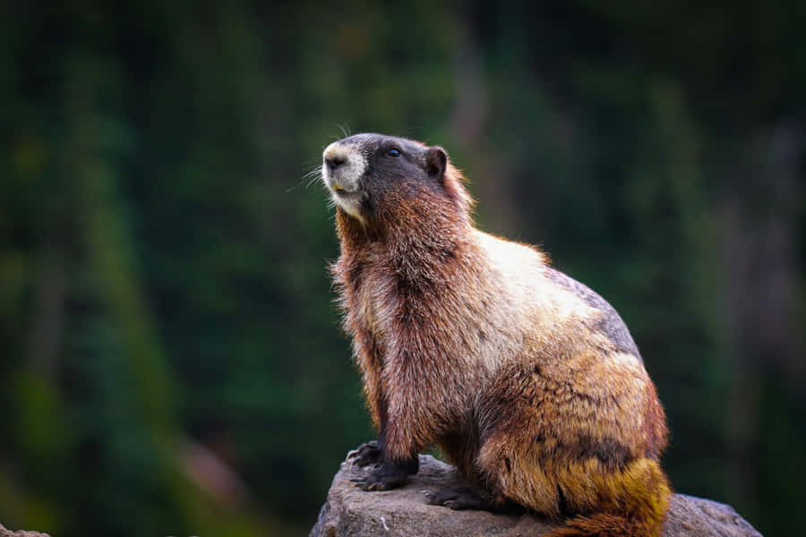 Alert Marmoton Rock Wallpaper