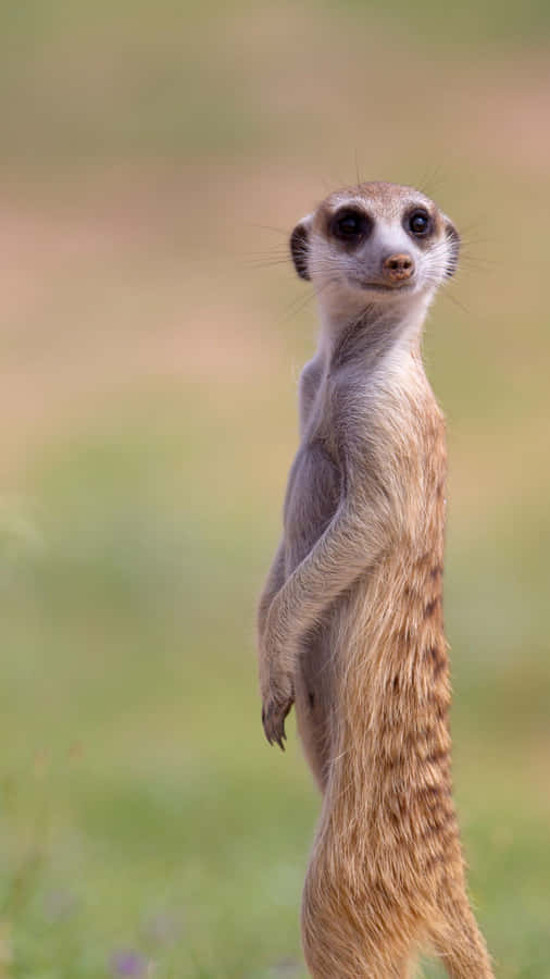 Alert Meerkat Standing Watch Wallpaper