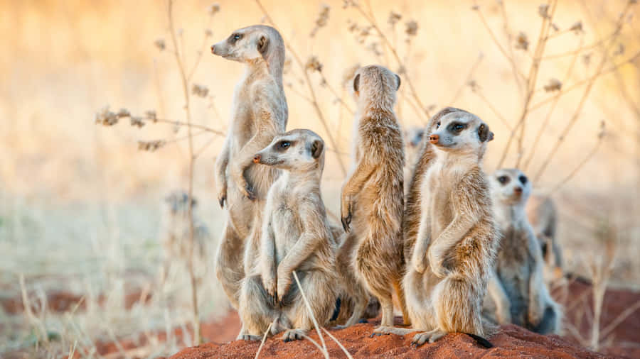 Alert Meerkats On Lookout.jpg Wallpaper