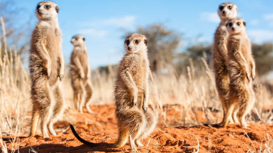 Alert Meerkatsin Habitat.jpg Wallpaper