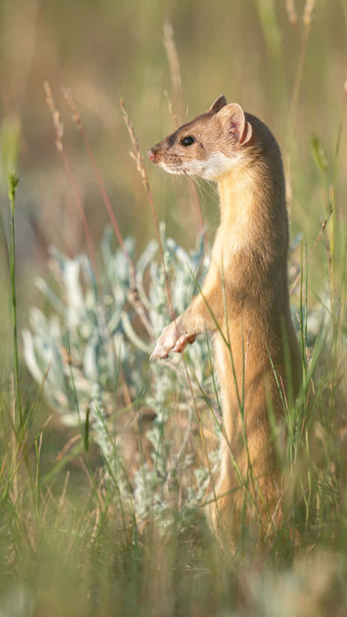 Alert Weaselin Grass.jpg Wallpaper