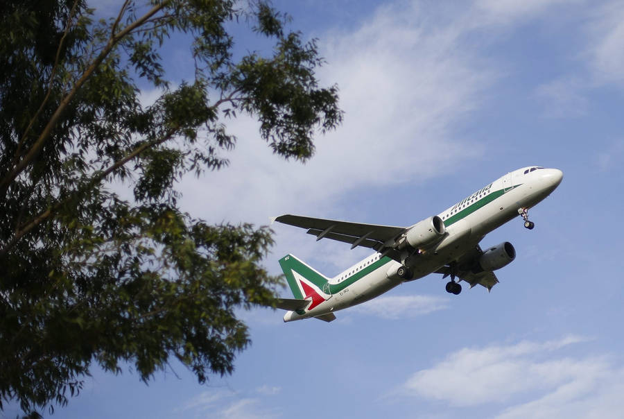 Alitalia Tree Wallpaper