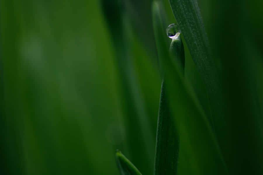 Alive Green Grass Wallpaper