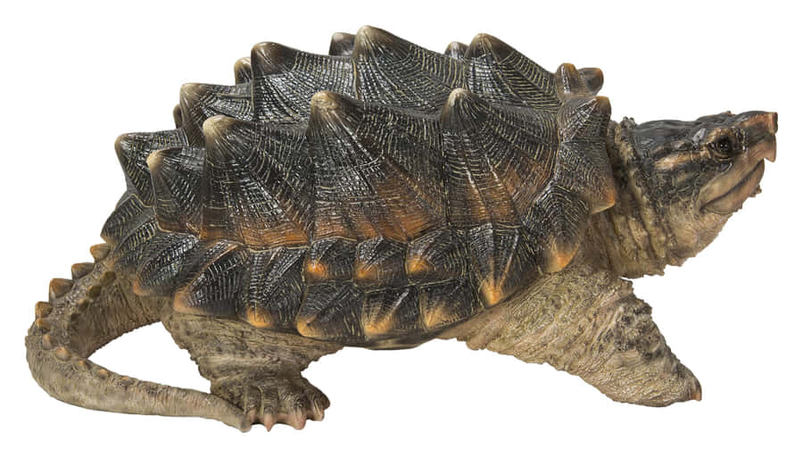 Alligator Snapping Turtle Profile Wallpaper