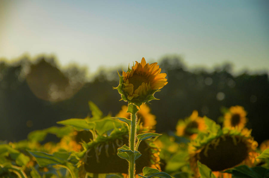 Alluring Sunflower Aesthetic Wallpaper