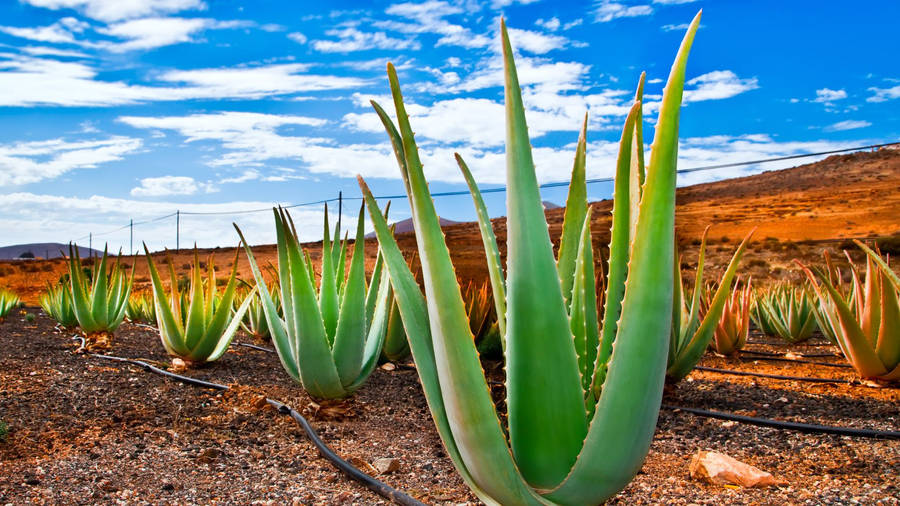 Aloe Vera Farm With Blue Sky Wallpaper