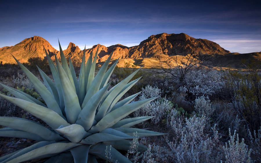 Aloe Vera Plant And Mountain Wallpaper