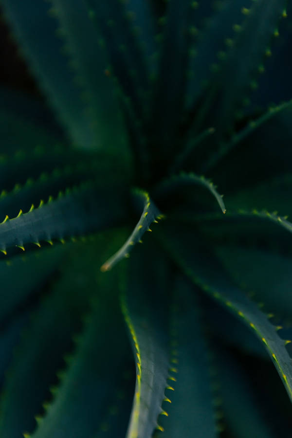 Aloe Vera Plant Top View Wallpaper