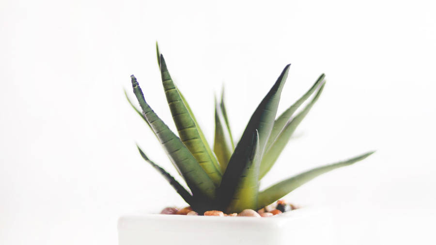 Aloe Vera With Small Rocks Wallpaper