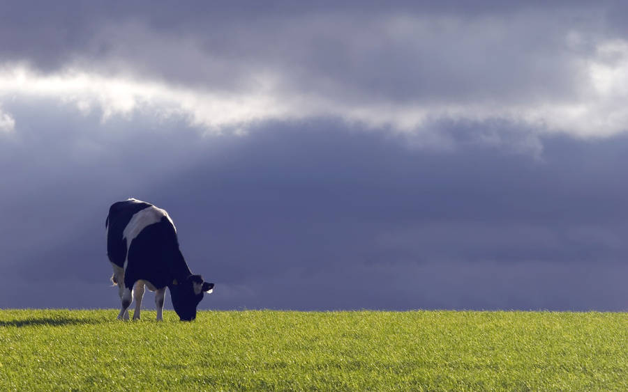 Alone Black And White Farm Animal Cattle Wallpaper