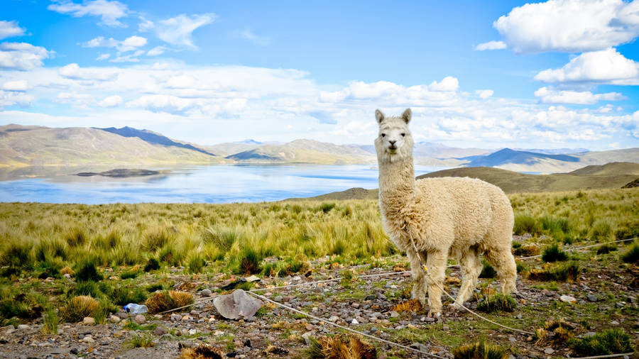 Alpaca And Surrounding Landscape Wallpaper