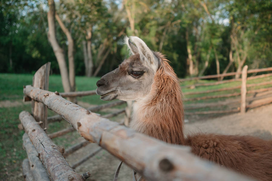 Alpaca By A Wooden Fence Wallpaper