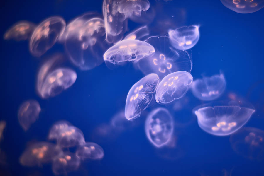 Amazing Jellyfish In The Water Wallpaper