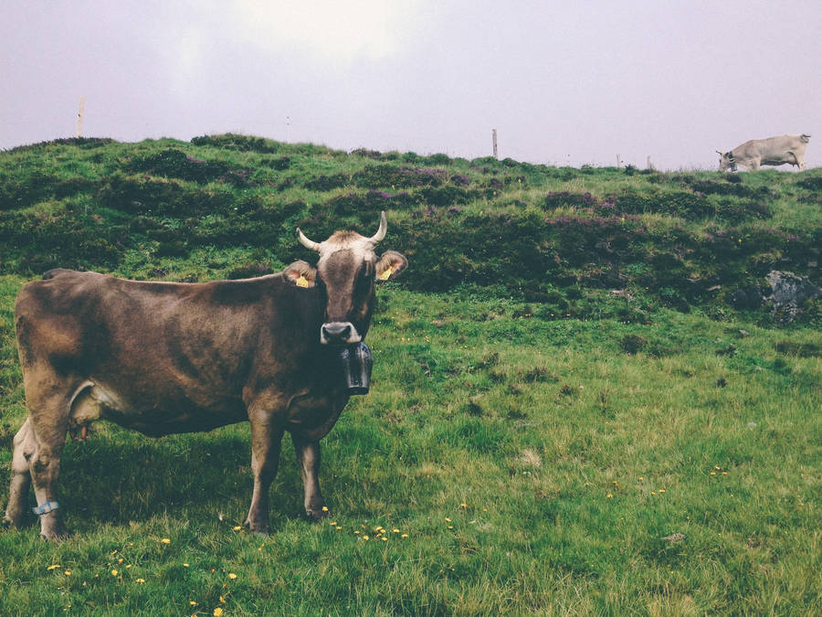 Amazing View Of A Farm Animal Wallpaper