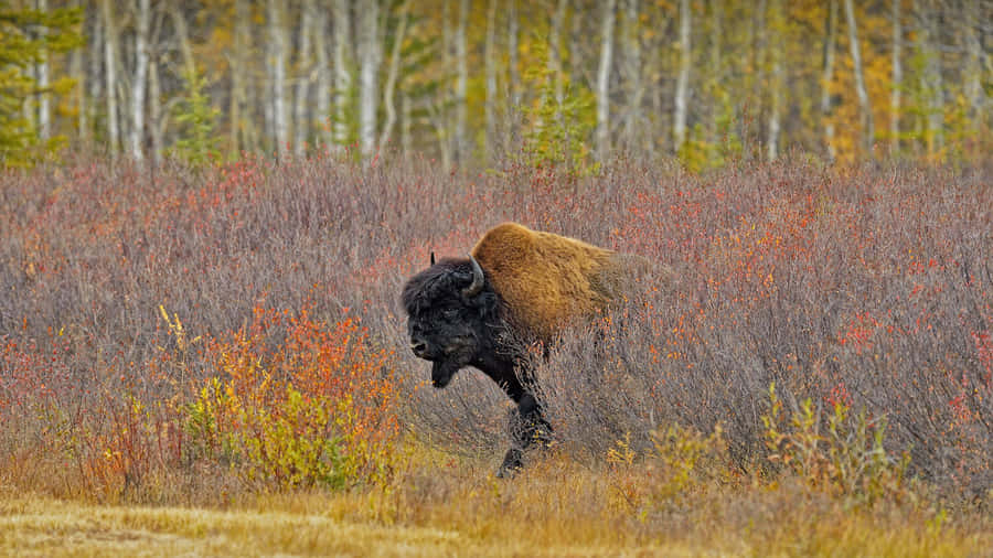 American Bisonin Autumn Grassland Wallpaper