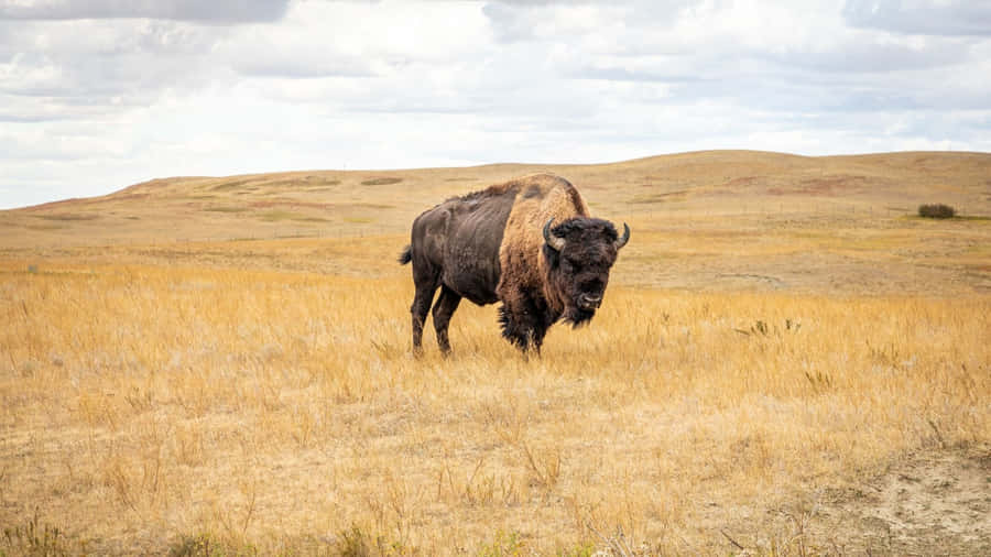 American Bisonin Grassland Habitat.jpg Wallpaper