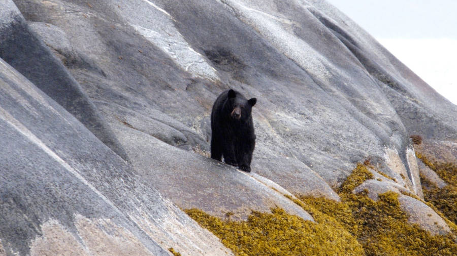 American Black Bear On Slope Wallpaper