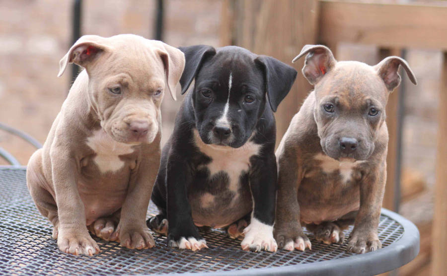 American Bully Puppy Dogs On Steel Table Wallpaper