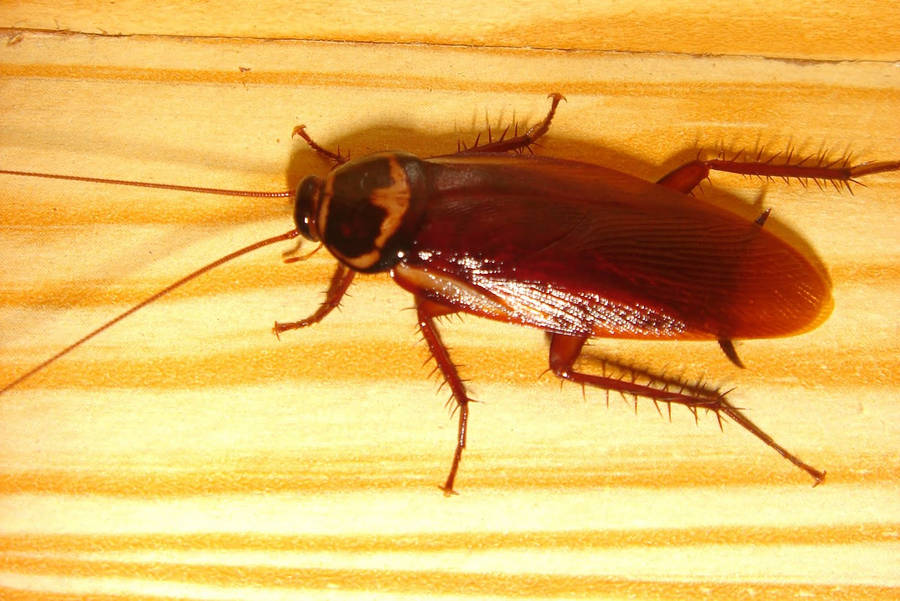 American Cockroach Crawling On Wood Tiles Wallpaper