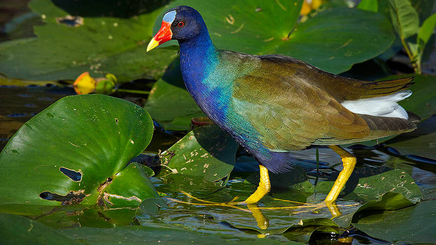 American Purple Gallinule Everglades National Park Wallpaper