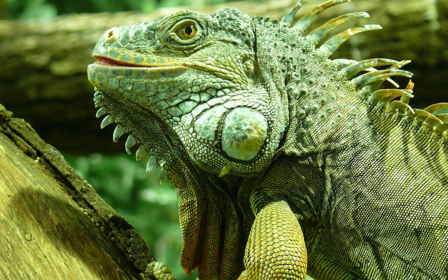 American Veterinary Green Iguana Wallpaper