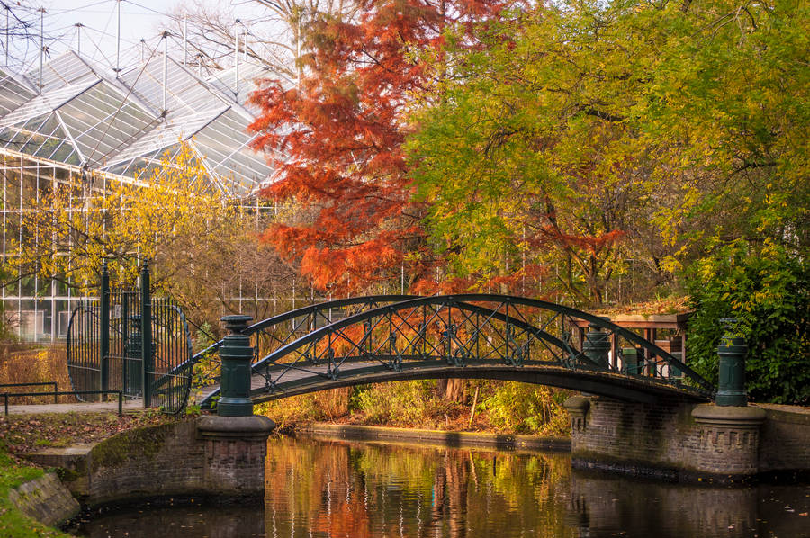 Amsterdam's Hortus Botanicus Autumn Aesthetic Wallpaper