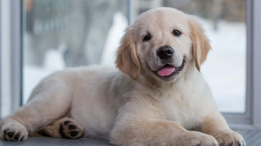 An Adorable Golden Retriever Puppy Looking Up At The Camera. Wallpaper