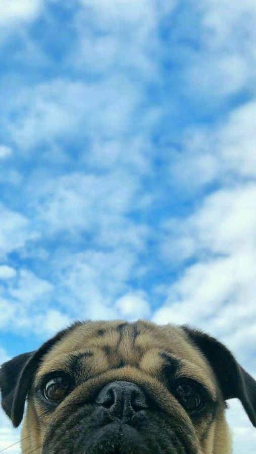 An Adorable Little Pup Is Snuggling A Pink Iphone. Wallpaper