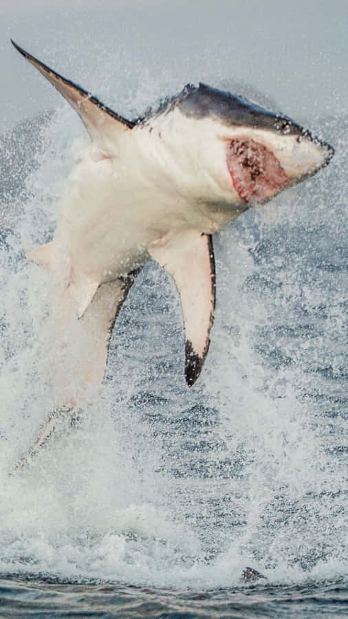 An Awesome View Of A Cool Shark Swimming Beneath The Surface Of The Ocean Wallpaper