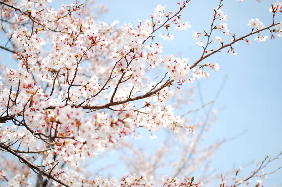 An Elegant Cherry Blossom Tree Surrounded By Lush Green Grass Wallpaper