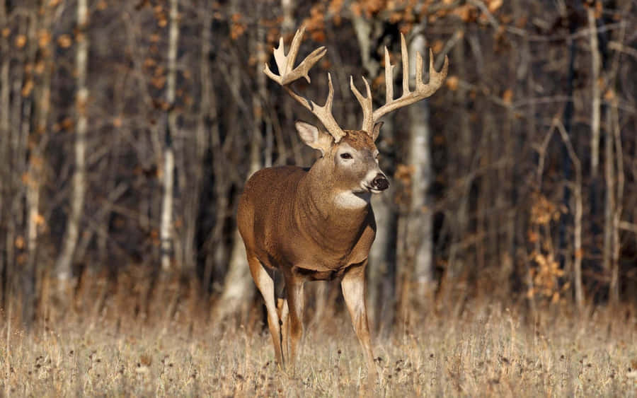 An Elegant White-tailed Deer Leaping Through The Woods Wallpaper