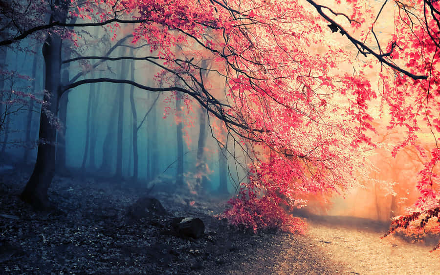 An Ethereal Redwood Forest Wallpaper