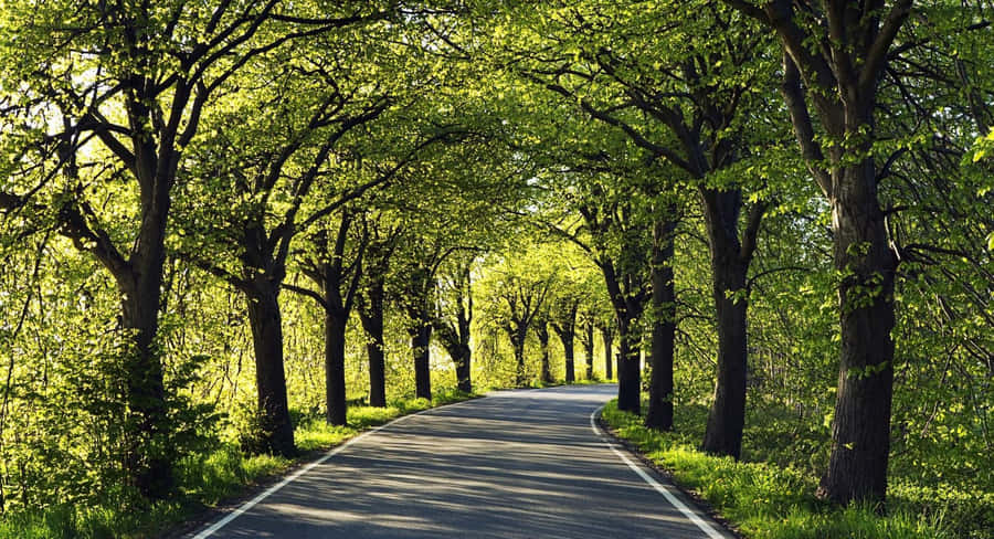 An Idyllic Escape Among The Trees Wallpaper