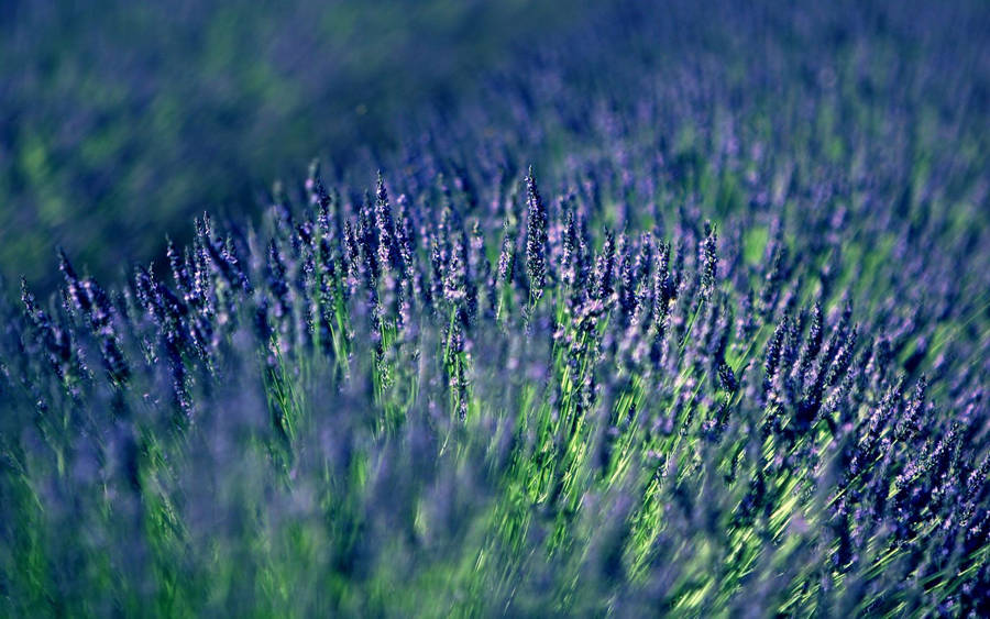 An Idyllic Lavender Field Illuminated By A Vibrant Blue Sky Wallpaper