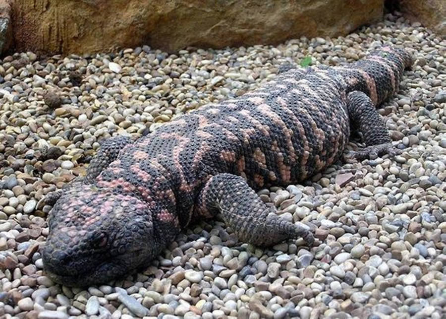 An Impressive Gila Monster Resting On A Gravel Surface. Wallpaper