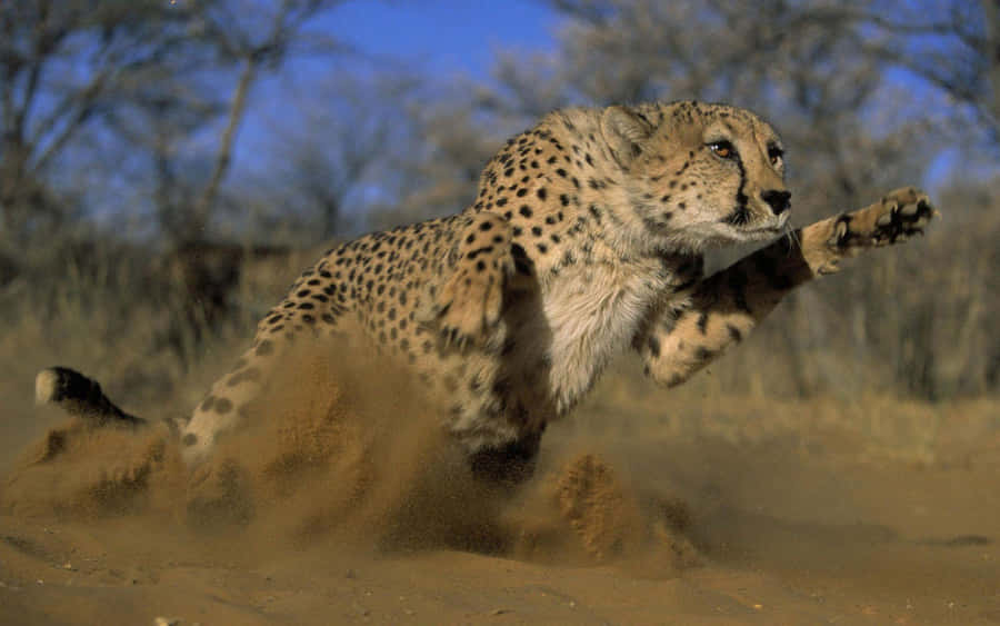 An Intense Look At A Cheetah Wallpaper