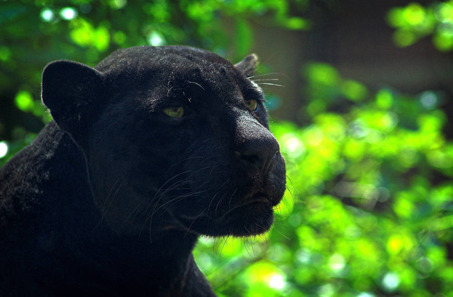 An Intense Moment Between Black Panther And Cub Wallpaper