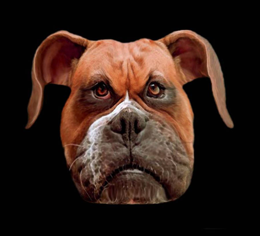 Angry Boxer Dog Wallpaper