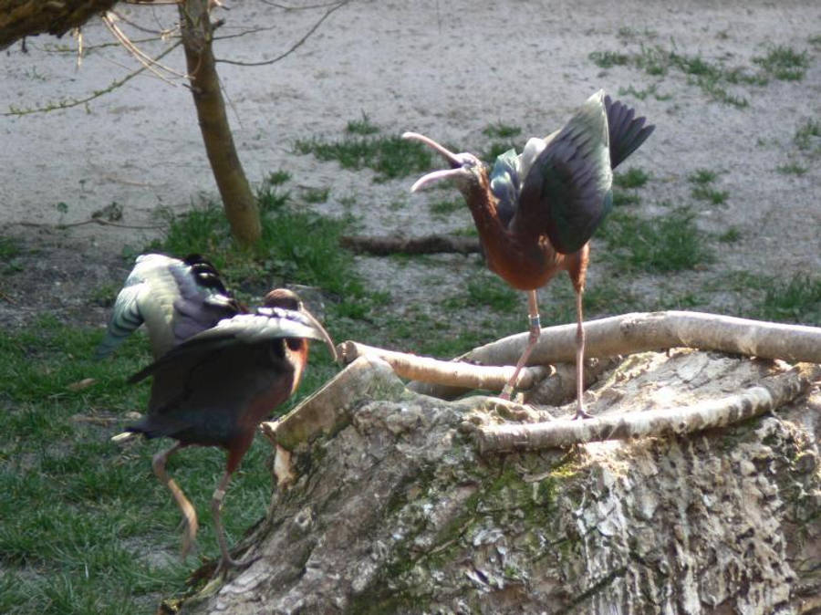 Angry Glossy Ibis Birds Wallpaper