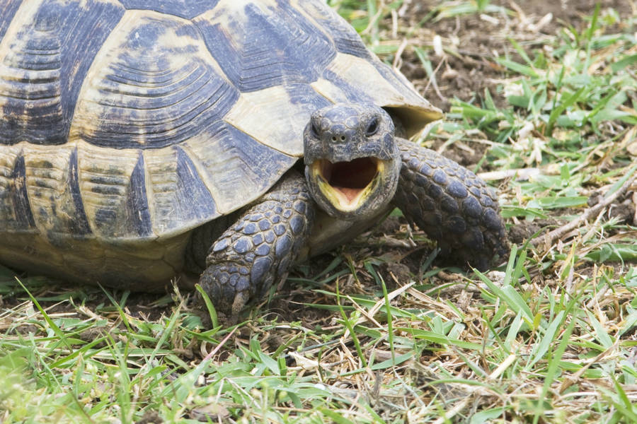 Angry Greek Turtle Wallpaper