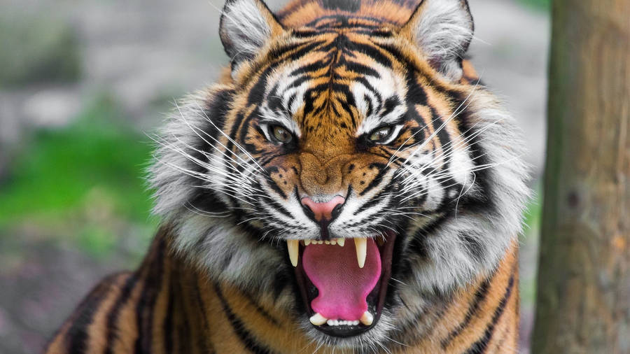 Angry Harimau Wallpaper